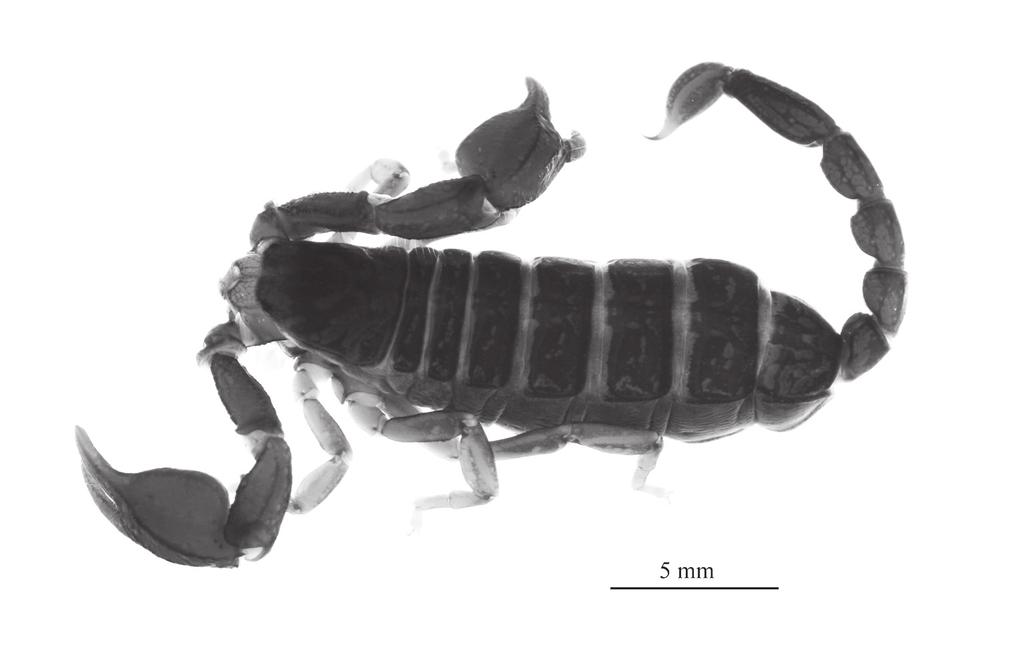 Fig. 1. Euscorpius deltshevi, female. Photo: Gergin Blagoev.