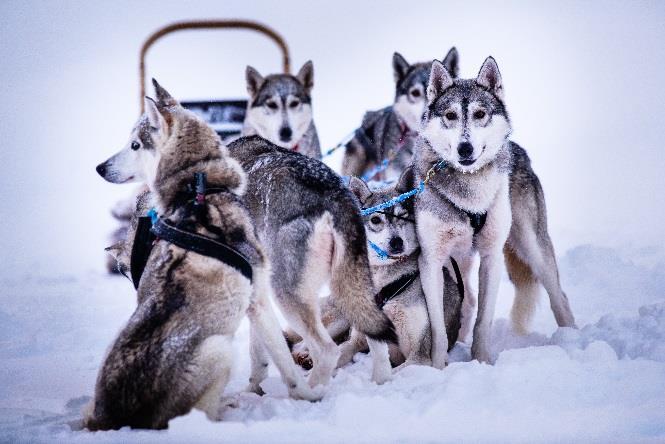 DAY 3 HUSKIES & THE POLAR ZOO OF RANUA (160 Km) Our first stop today is a Husky Farm, where you will learn all you need to know about huskies and their way of living.