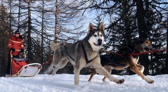 Dog Sleigh Dog sled tours with guides are available in a few localities, including Colle San Carlo, under the majestic views of Mont Blanc, just a few minutes drive from La Thuile.