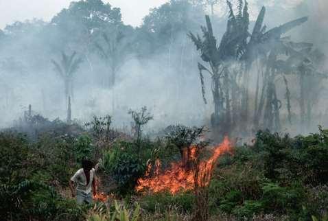 Slash & Burn Slash-and-burn farming = traditionally used by migrant farmers, they cut down all the plants and strip any trees of bark.