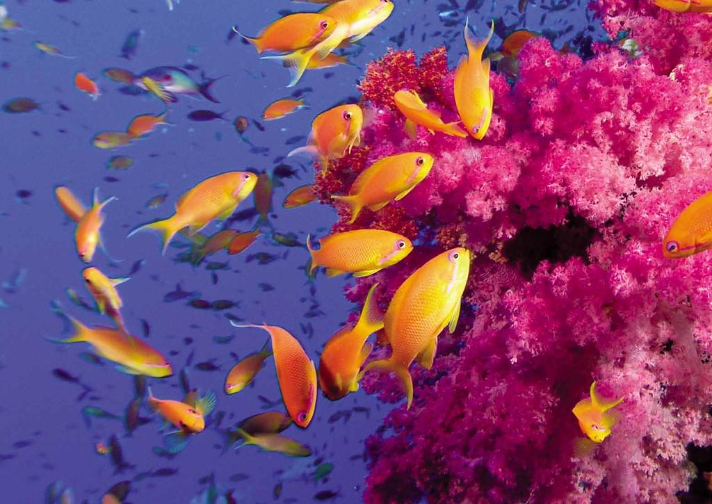 Home to more than 1,500 species of tropical fish, the Great