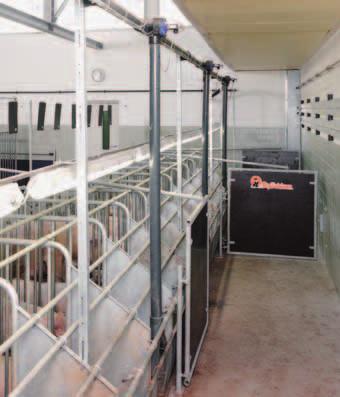 In order to achieve optimum boar performance, the sows have to be in top condition. In addition, the room should be light and the boar should be allowed to stimulate the sows.