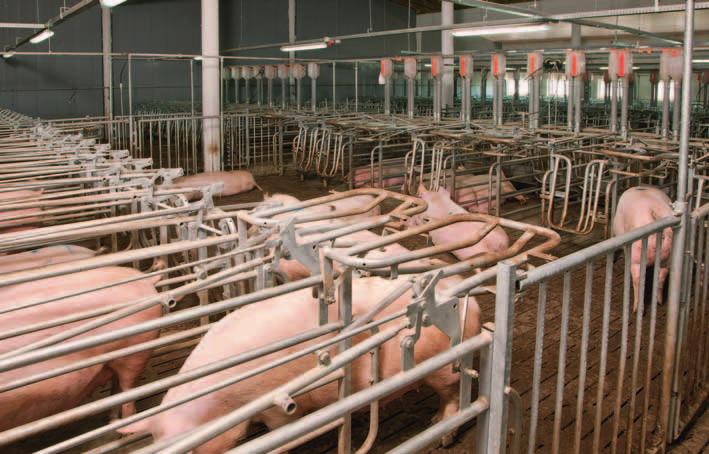 The advantages of animal-friendly husbandry and individual feeding adapted to the needs of the individual sow are combined in an ideal manner.