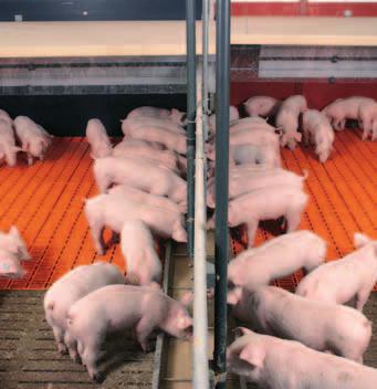 The optimum solid-to-void ratio ensures good manure penetration thus keeping the floor clean and promoting healthy piglets.
