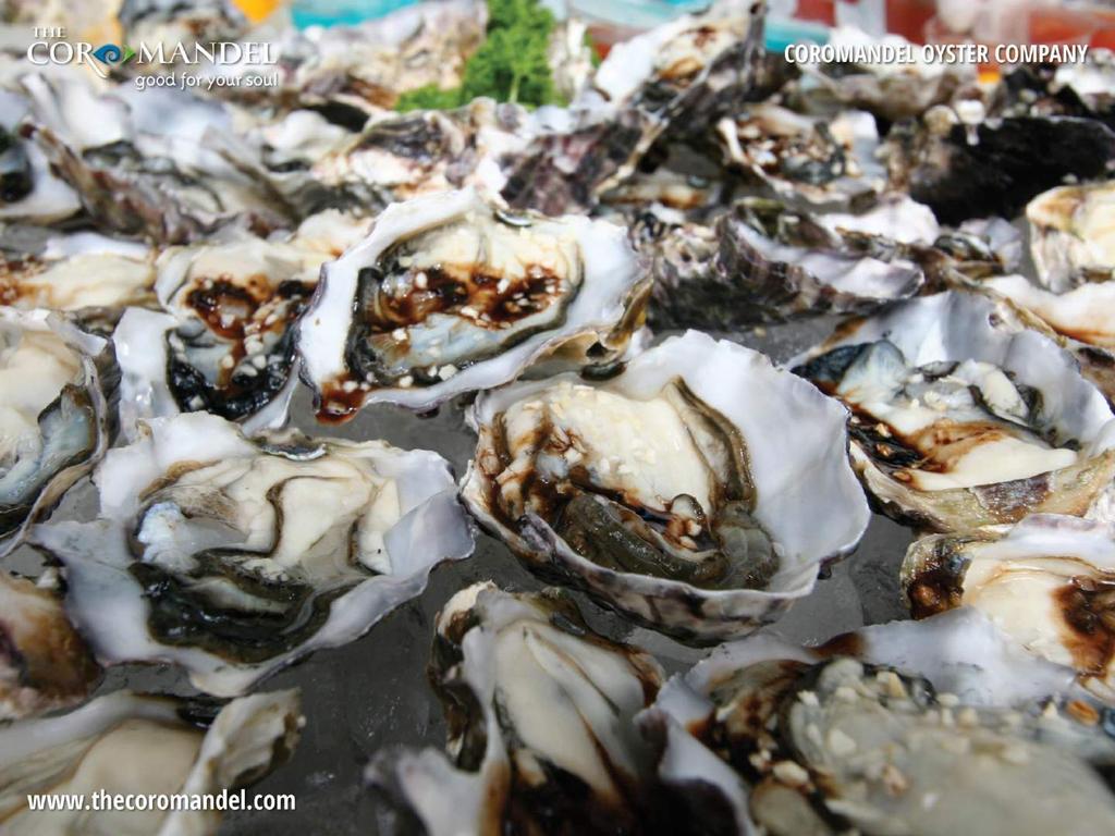 Enjoy Fresh Coromandel Pacific Oysters straight from