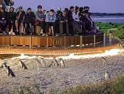 Penguin Parade. Tour 364 includes entrance to Moonlit Sanctuary, Seal Rocks cruise, Penguin Parade with Penguins Plus premium viewing and free WiFi on coach and at Penguin Parade.