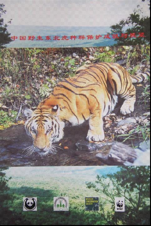 5. Conservation Achievements and Expectation of Wild Amur Tiger in China was published Conservation Achievements and Expectation of Wild Amur Tiger in China LUO Xingbi, WWF China In later Jan 2009,