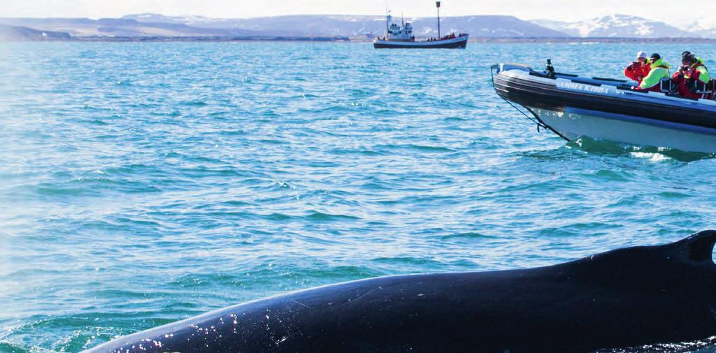 Photo: Hermann Gudmundsson Husavik Whale Watching by RIB Boat An exciting on-the-water adventure by RIB (Rigid Inflatable Boat) to watch the gentle giants of the sea.