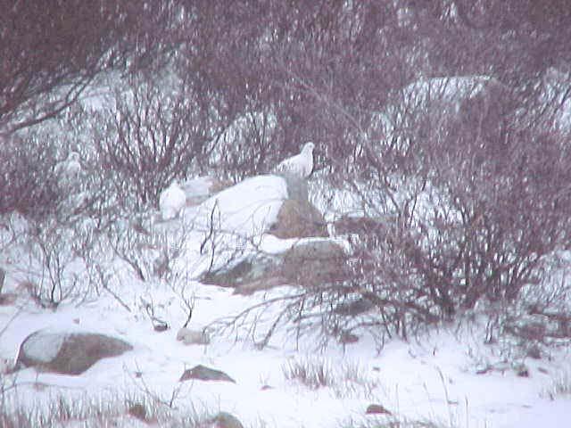 See if you can spot the ptarmigan (it's a grouse/quail -