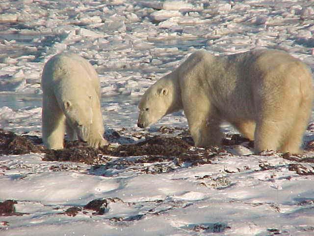 In some cases, the bear cannot easily dig out the kelp (seaweed) and will have to use his front paws and legs like