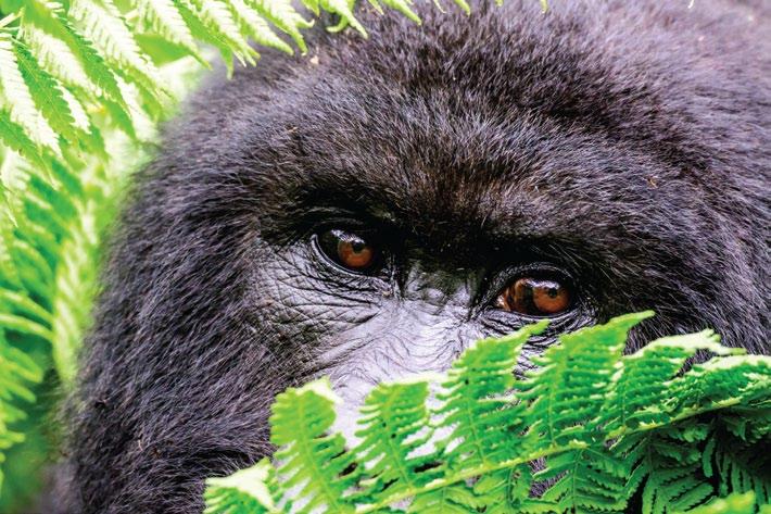 YOUR SAFARI AT A GLANCE 5 Days Rwanda Gorilla & Dian Fossey Safari Not only is Rwanda often described as the Land of a Thousand Hills but also as the self-styled Switzerland of Africa, with enchanted