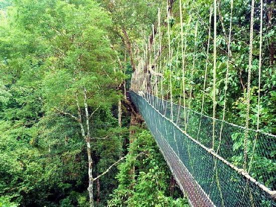 National Park, Pahang Eventhough rainforest only constitute less than 10% from total forest in the world, more than half of plants species are found there.