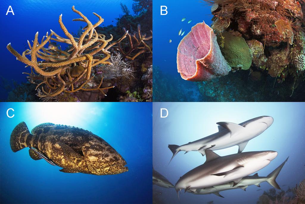 434 Bulletin of Marine Science. Vol 94, No 2. 2018 Figure 3. Marine protected areas in Cuba protect a wide diversity of species.