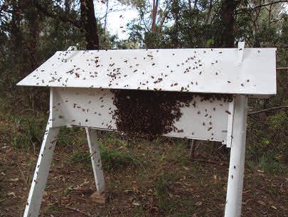 An opportunity arose on Wednesday 26 August, when James Spierenburg called and told me of a swarm, bees only as they had not started