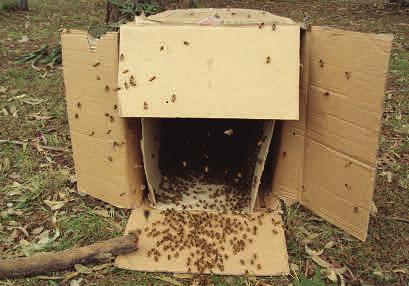 I transported it to the site and with the assistance of Col and Marion Samuels we prepared the top bar hive ready to place the swarm
