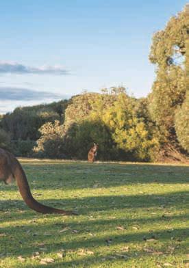 2 DAY KANGAROO ISLAND WILDERNESS EXPLORER 2 1 FROM $ 392pp ($436pp Ex Adelaide) Inclusions & Highlights: Morning pick-up and evening set-down at selected Adelaide and Glenelg Hotels/Hostels or