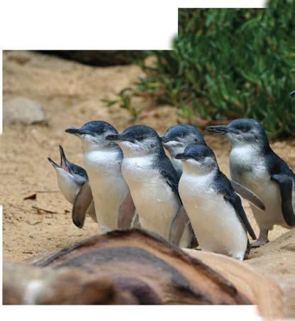 Island Penguins The Grampians