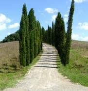 Chains of slender cypress trees rise and fall among the green-brown contours of the