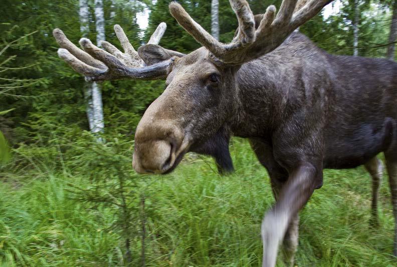 Hunting in Swedish Lapland The last wilderness area in Europe -