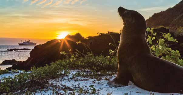 Galápagos sea lion enjoying the sunset. in the world, and the only penguin species that inhabits the equator.
