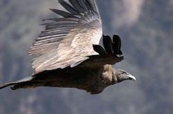 observe condors from a close distance soaring above the depths of the canyon below.