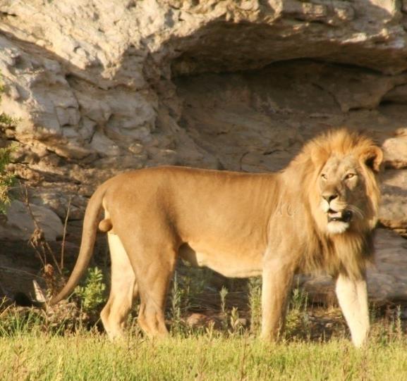 Lion Range Expansion In
