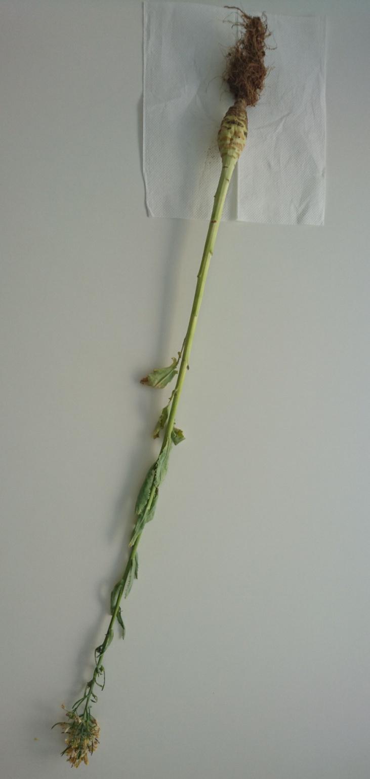 2.1. BILJNI MATERIJAL U eksperimentalnom dijelu rada korištena je koraba (Brassica rupestris Raf. ssp. gongyloides (L.) Janch.) (slika 2.1.) koja je podijeljena na više frakcija: korijen (podzemni dio), gomolj, stabljika, list te cvijet (nadzemni dio), slike 2.