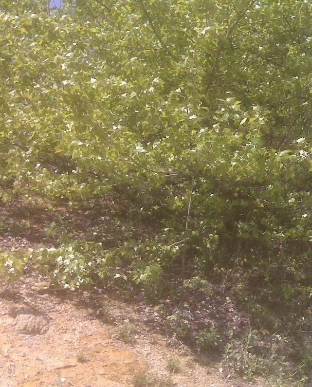 Breza (Betula verrucosa)slika 98.