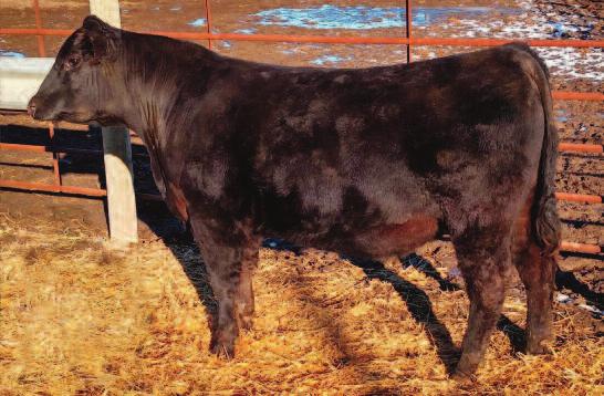 Pathfinder + Embryo Transplant Sire of Lots 27-33 Right Answer is one of the breed s most heavily used bulls because of tremendous customer satisfaction.