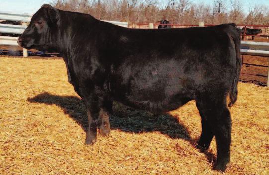 Embryo Transplant Sire of Lots 35-40 Cavalry was the leadoff and high selling yearlin bull at the historic 2012 Connealy Angus Sale, NE.