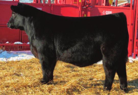 Embryo Transplant Sire of Lots 51-52 First Impression is the exciting Brilliance son out of First Class dam.