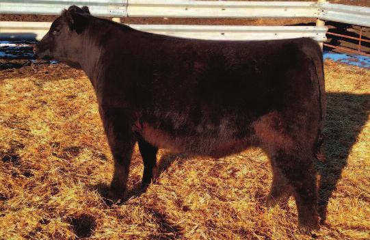 His first progeny exhibited at the 2012 North American respectively won their classes and divisions.