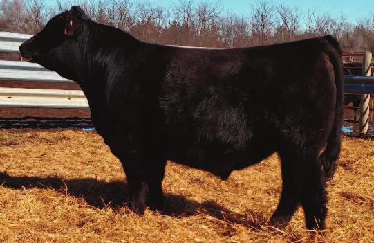 Embryo Transplant Sire of Lots 1-13 The calving ease specialist! No other bull delivers extreme calving ease genetics in such a desirable package.