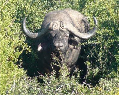 Apart from elephants, other mammals in Addo include lion, the endangered Cape buffalo and black rhino, as well as zebra, jackal, warthog, suricate and numerous species of antelope, such as kudu, red