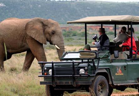 FULL DAY: AMAKHALA DAYTRIP This morning you will be collected from your hotel in Port Elizabeth at 08h00, you are transferred to Amakhala Game Reserve and enjoy a 3 hour game drive around the