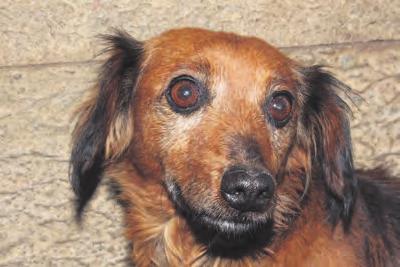 in Pomona The little dog needs a warm home This is a lively and adorable