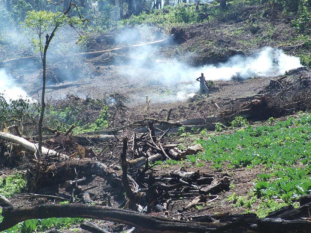 Maasai Mau: forest destruction Drive path