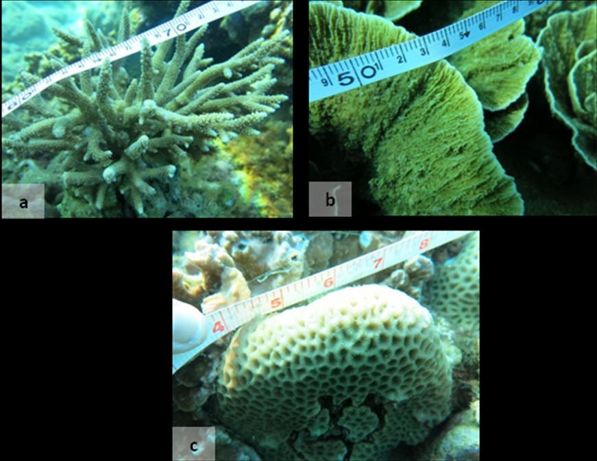 Penuktukan villagers has been contributes to the recent coral reefs conservation. Figure 4.