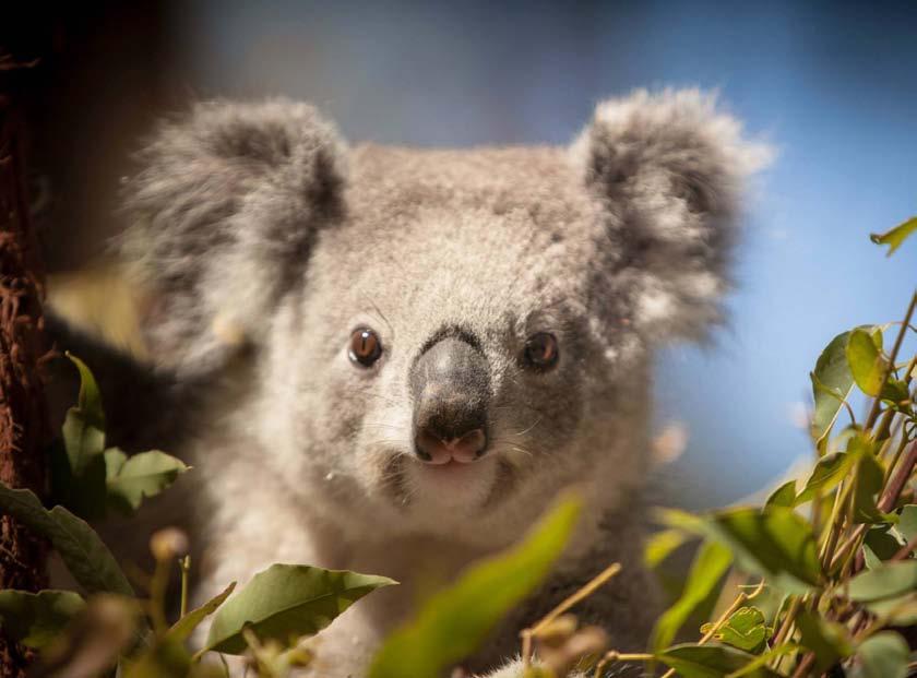 Council has recently completed mapping of vegetation and koala habitat for the Port Macquarie- Hastings area which will help to inform our land use planning.