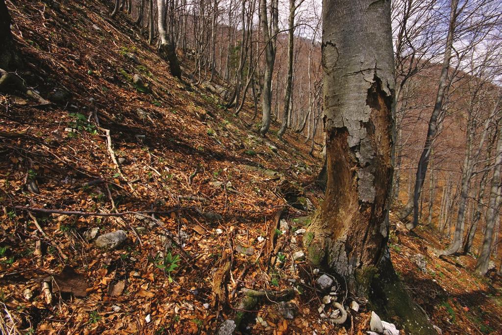 Gozdarstvo v času in prostoru Slika 1: Poškodbe debla s strani padajočega kamenja (foto: M.