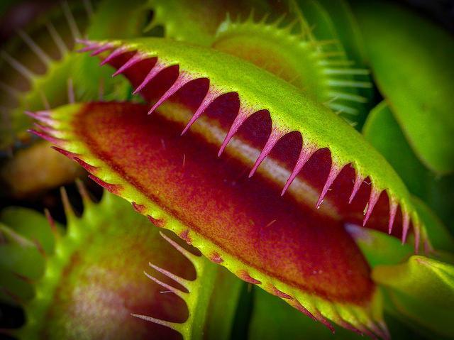 Venus Fly Traps Southern coastal plain specialist Rare and over-collected Can be grown