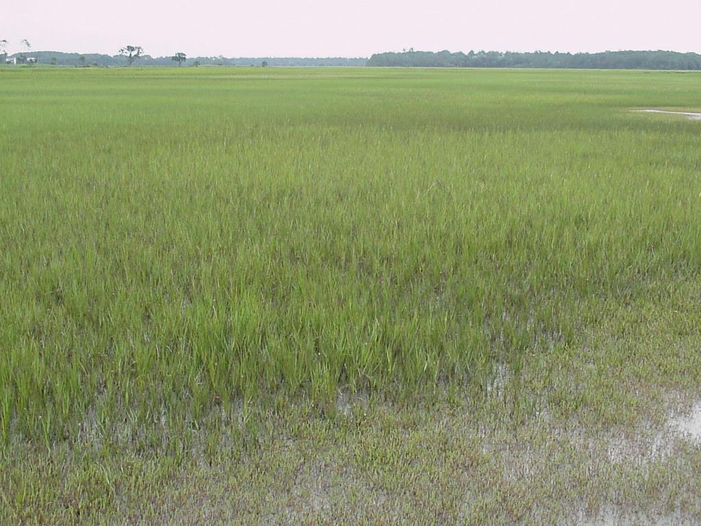 Saltmarshes of the Southeast Few plants can survive salty water but those that can have unlimited