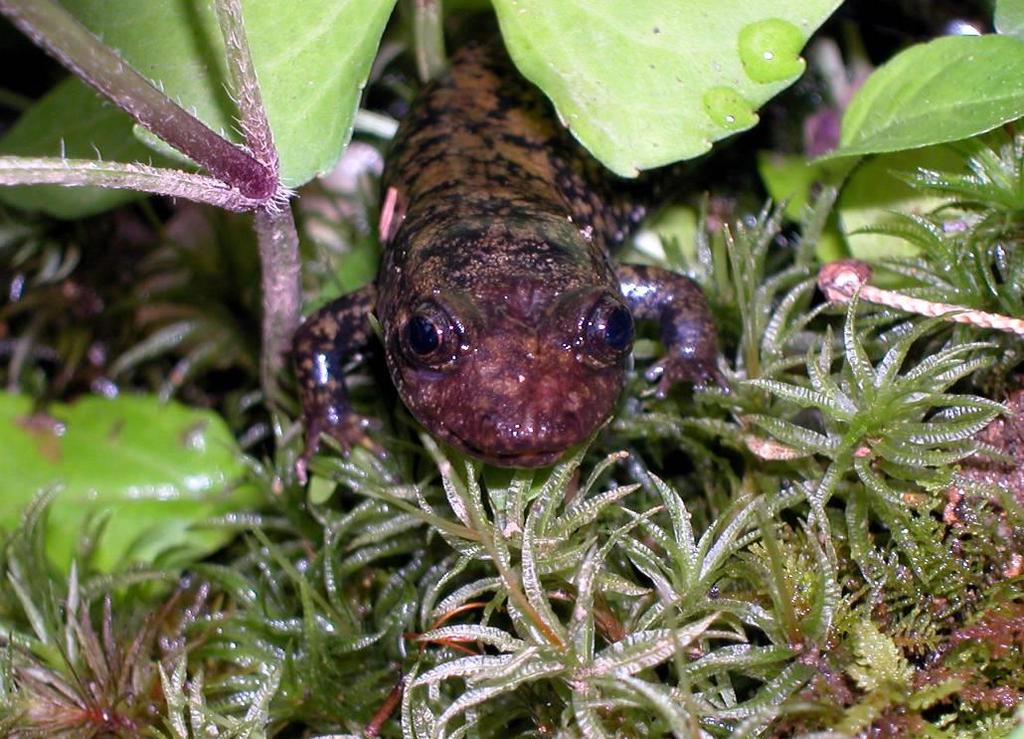 of salamander species in the world; about 30