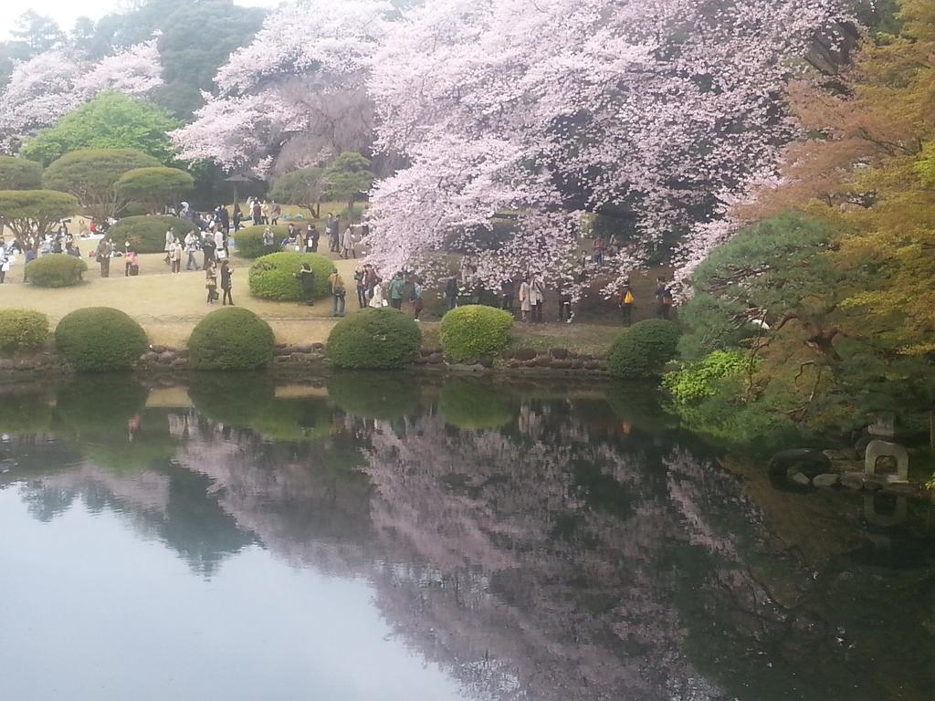 Cherry Blossom Tours Japan 2019