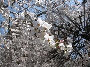 Cherry Blossom Tours Japan 2019 - Tour Summaries Yokoso Welcome Each cherry blossom (sakura) season is slightly different, the weather is the main driver of the blossom dates as spring arrives.