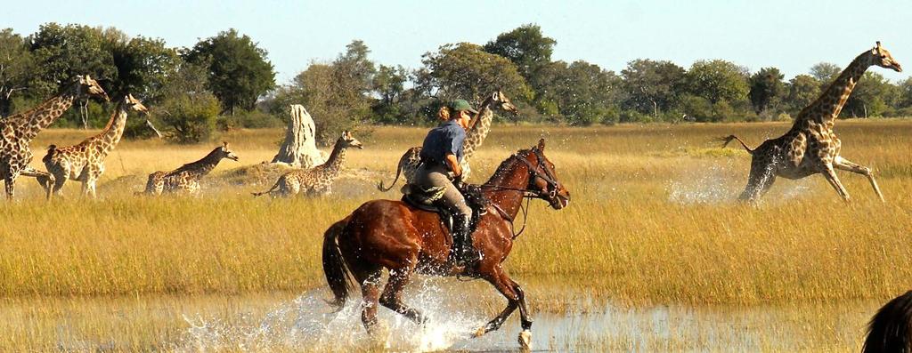February 2018 03 to 10 February South Africa Karongwe Private Reserve Big Five Safari 7 nights 3000 X X X X O O O 04 to 09 February Botswana Makgadikadi Pans Kalahari Ride 5 nights 2900 O O O O O O O