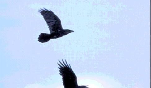 Crows are famous for their ability to fly two points by the most direct route But