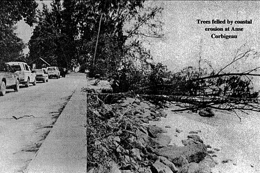 tall casuarina, spreading takamaka and scenic coconut palms, are the first casualties. After losing their anchoring in the sand, the trees fall down one by one and die.