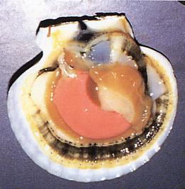 Scallop section Survey about maturation and