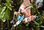 secateurs for cutting older woody branches